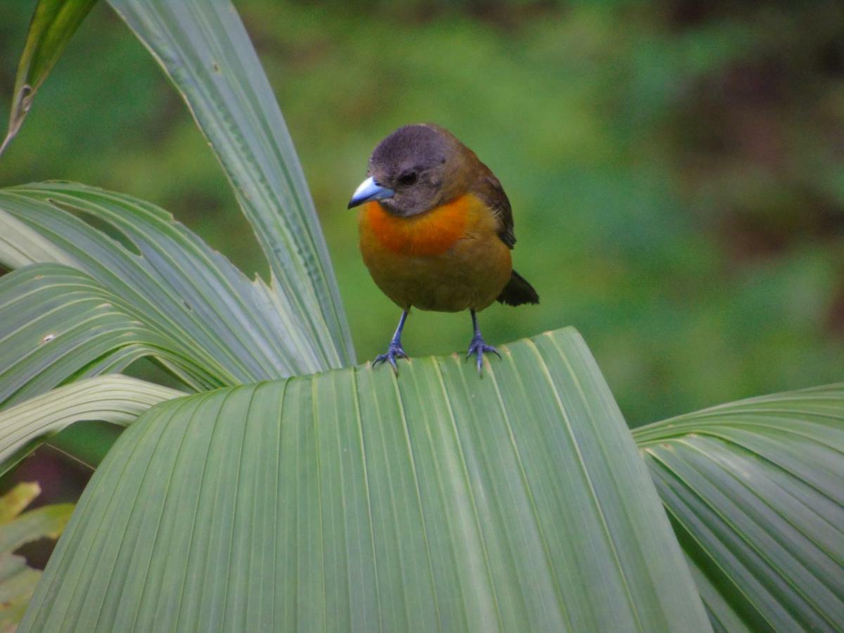 Rio Agujitas Eco Farm Hostel And Tours Drake Bay Bagian luar foto
